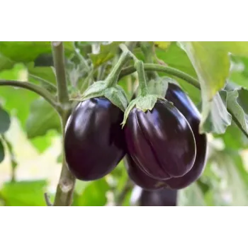 Brinjal (44)-6945931-31114.webp